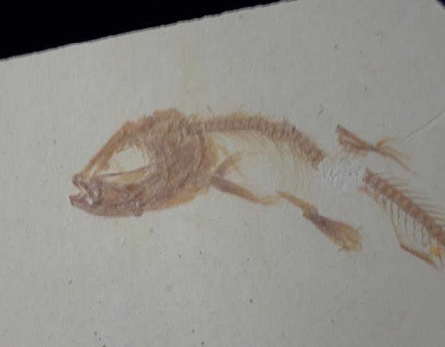 Leptolepides haertesi ARRATIA 1997 - Bild &copy; FossNet FossilienStore